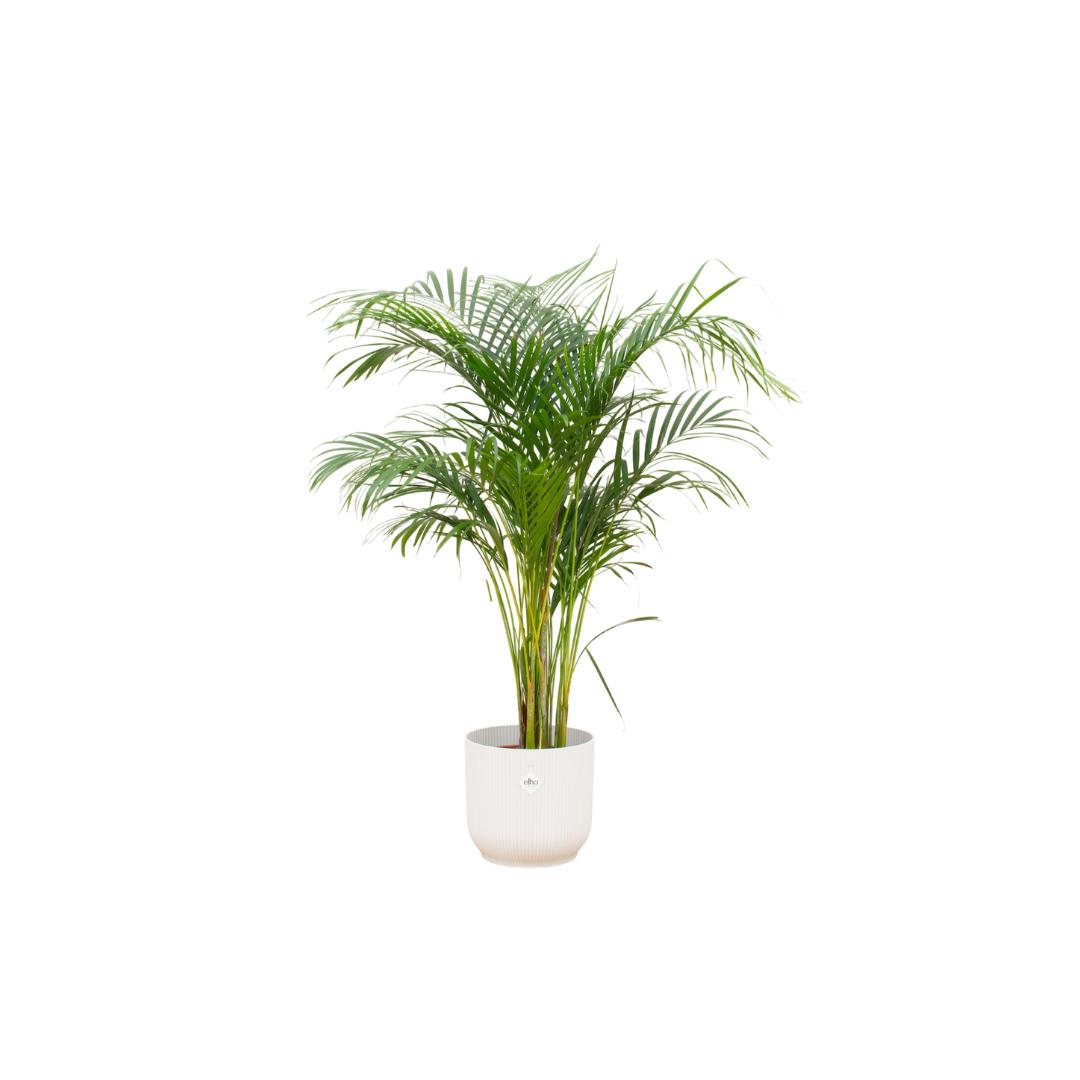 Kombi-Angebot - Areca-Palme inkl. elho Vibes Fold Rund Weiß Ø30 - 140 cm