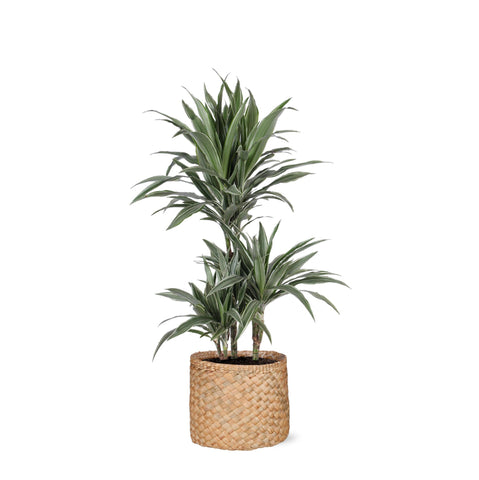 Dracaena Warneckii Ø21cm - ↕65cm in Albury Natural Korb