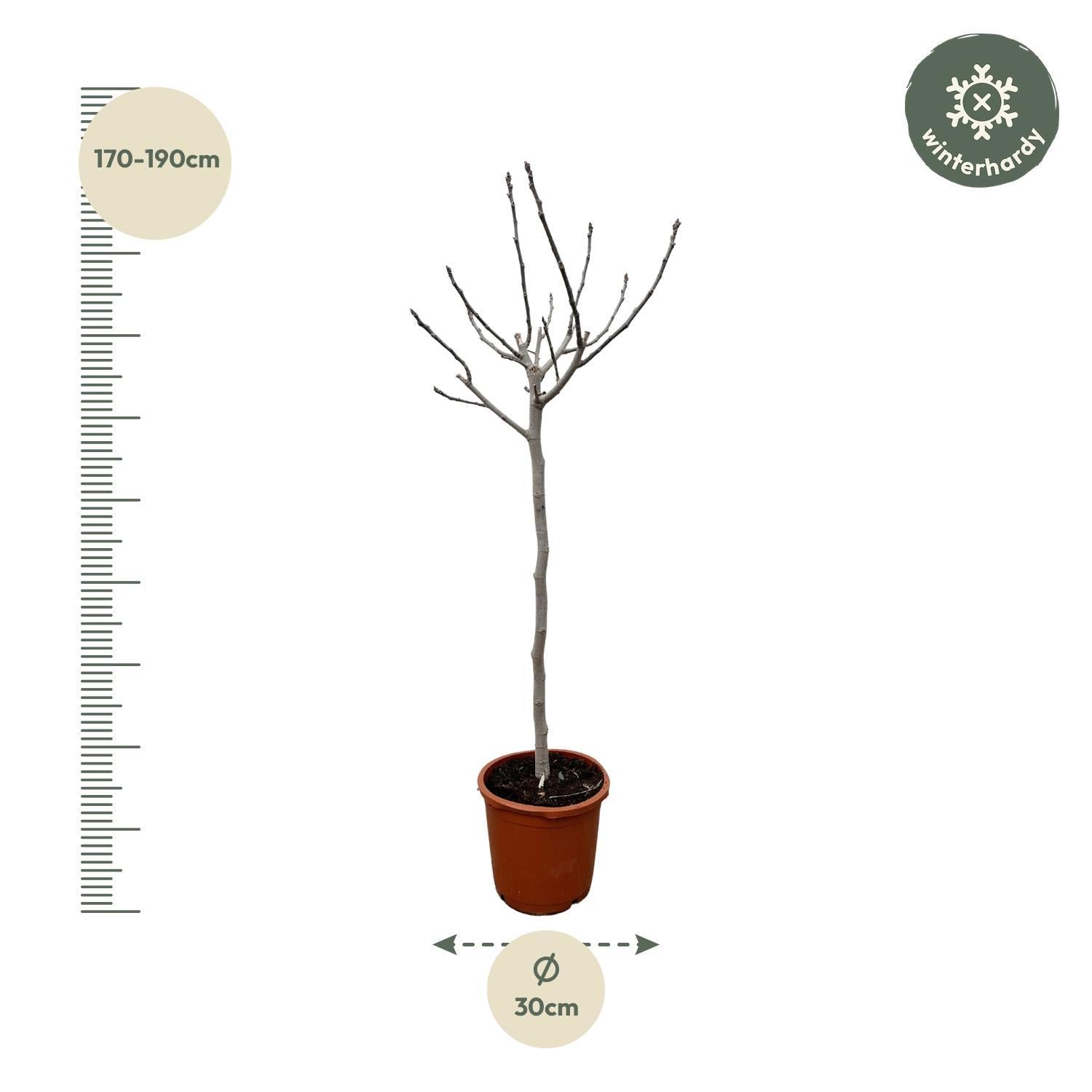 Ficus Carica auf Stamm - 180 cm - ø30
