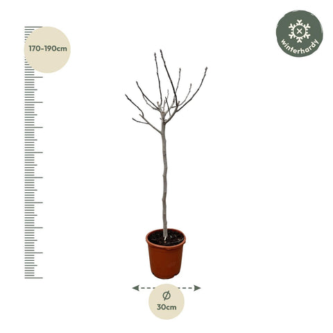 Ficus Carica auf Stamm - 180 cm - ø30