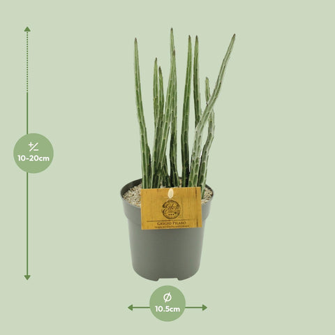 Senecio Stapeliaeformis - Ø10,5cm - ↕15cm