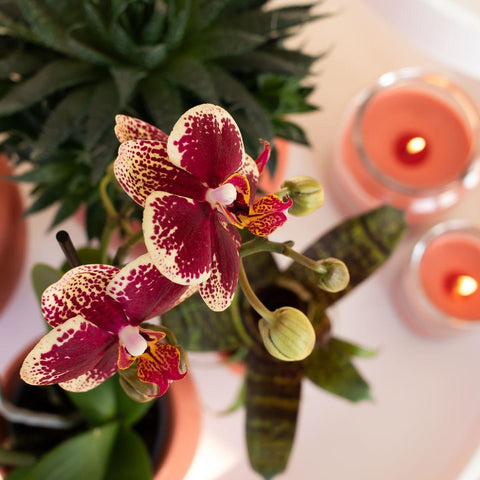 Kolibri Orchids | Gelbe rote Phalaenopsis-Orchidee - Spanien + Scandic Ziertopf Terrakotta - Topfgröße Ø9cm - 45cm hoch | blühende Zimmerpflanze - frisch vom Züchter