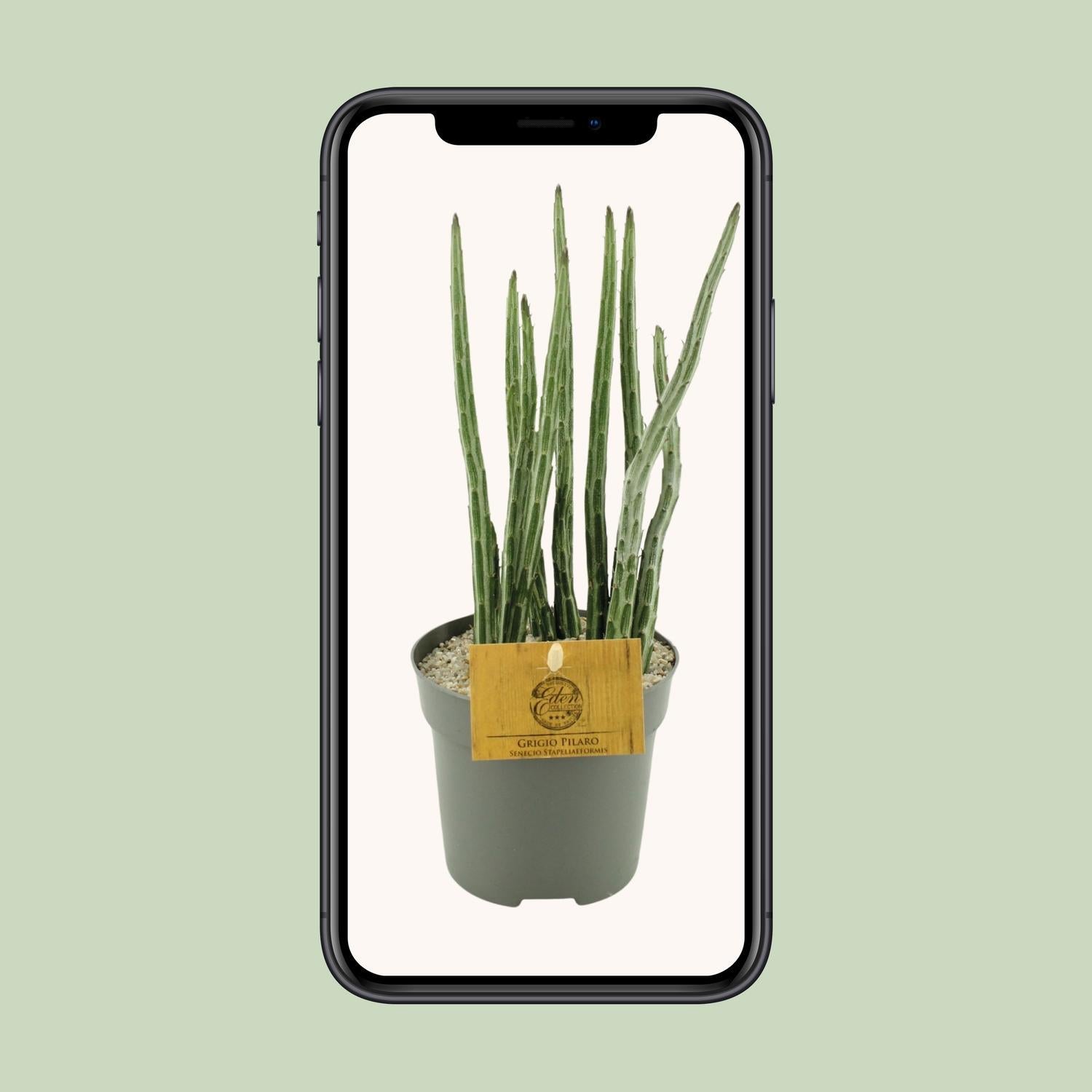 Senecio Stapeliaeformis - Ø10,5cm - ↕15cm