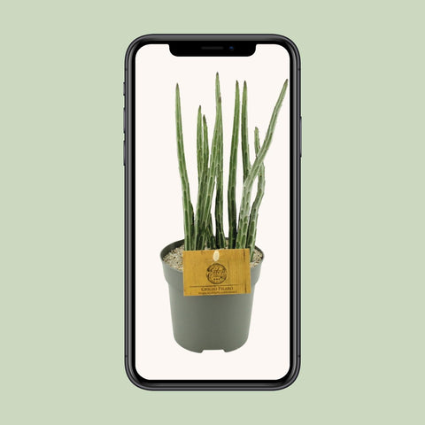 Senecio Stapeliaeformis - Ø10,5cm - ↕15cm