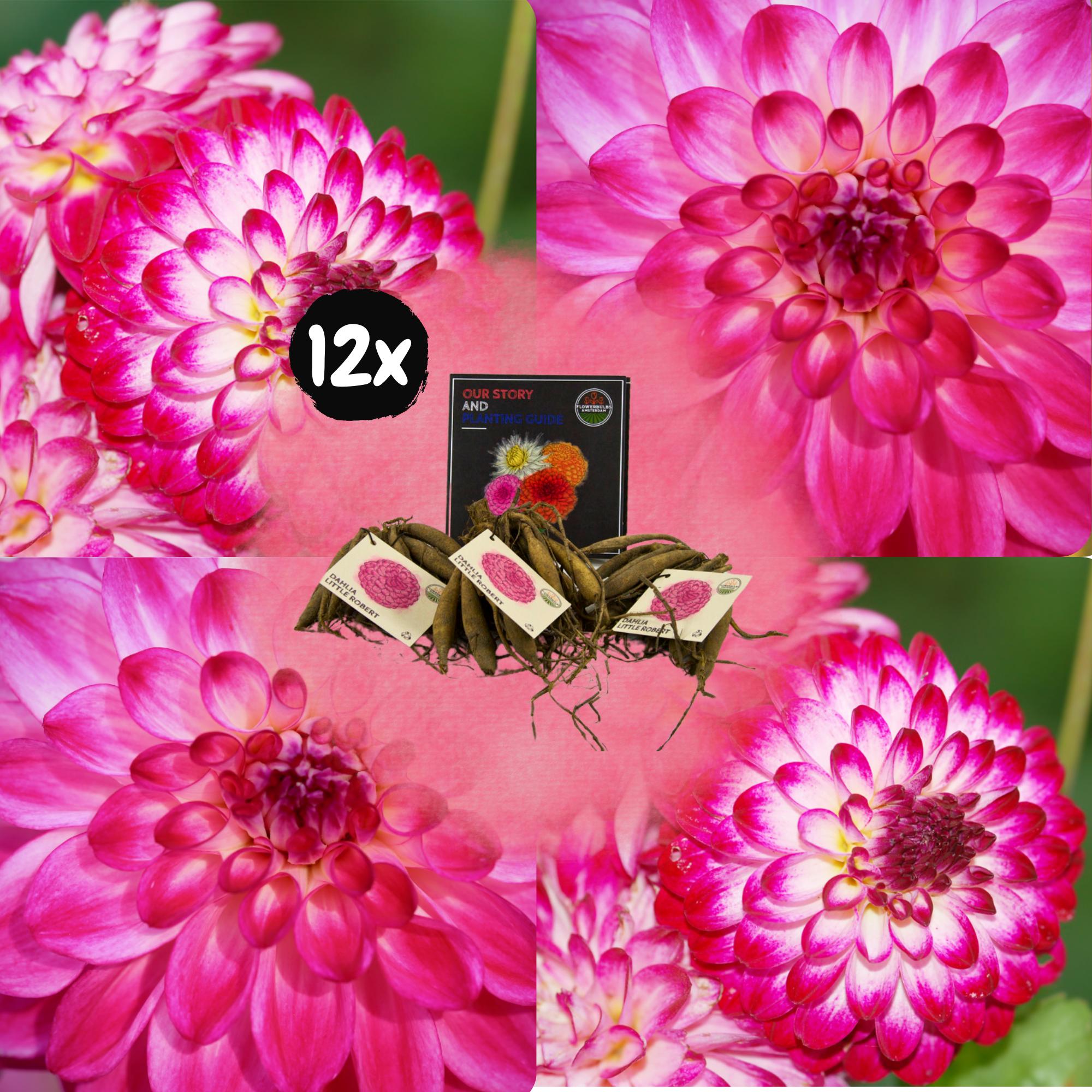 Flowerbulbs Amsterdam - 12x Dahlia Little Robert, runde und gekräuselte Blütenblätter, 2 m2 Dahlienfreude