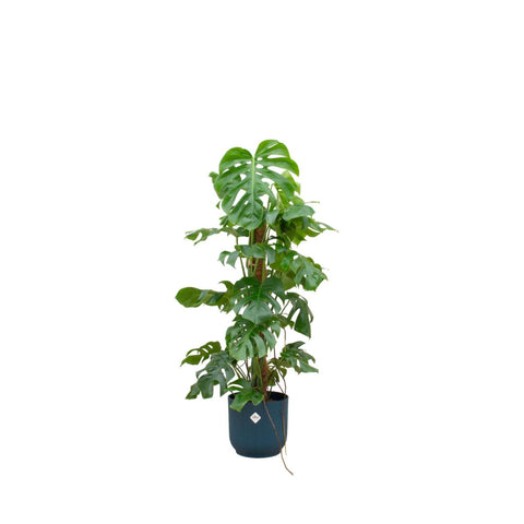 Kombi-Angebot - Monstera Pertusum XL inkl. elho Vibes Fold Rund Ø30 Blau - 120 cm