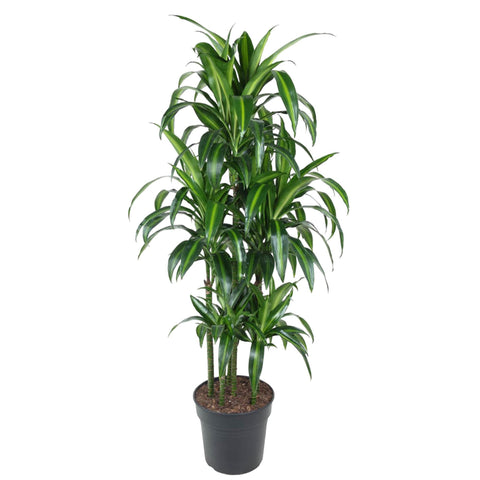 Dracaena Hawaiiana Carrousel - 150 cm - ø31