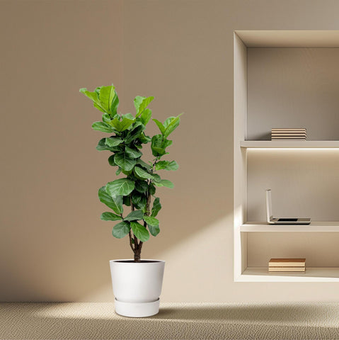 Ficus Lyrata verzweigt - 180cm - ⌀30