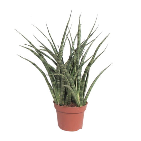 Sansevieria Fernwood Punk - Ø12cm - ↕35cm