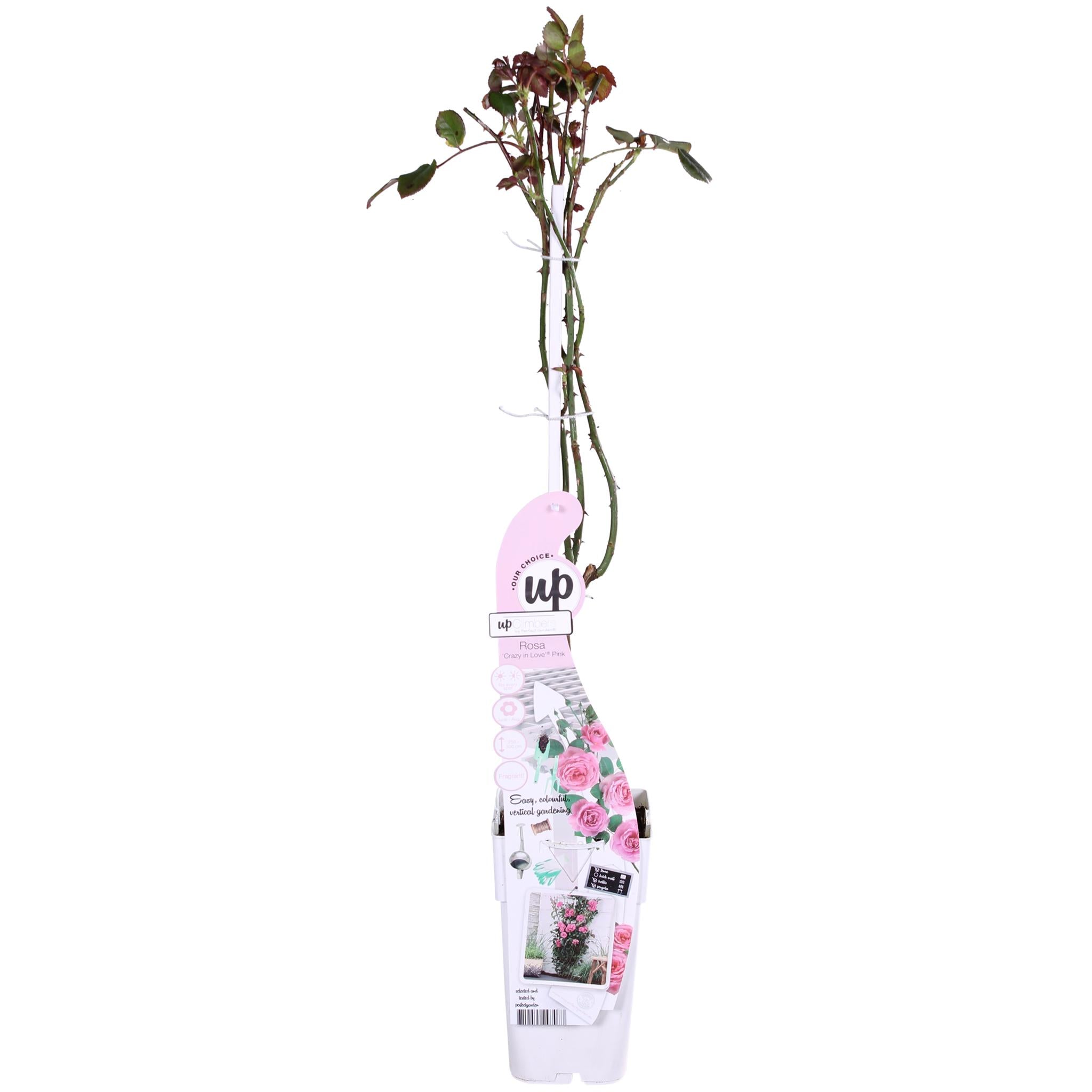 Rosa Crazy in love 'Pink' - Rosa Rose