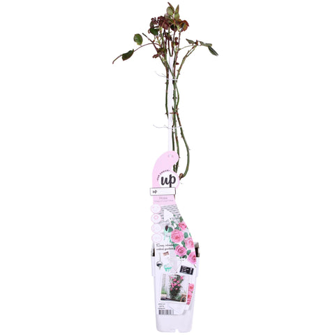 Rosa Crazy in love 'Pink' - Rosa Rose
