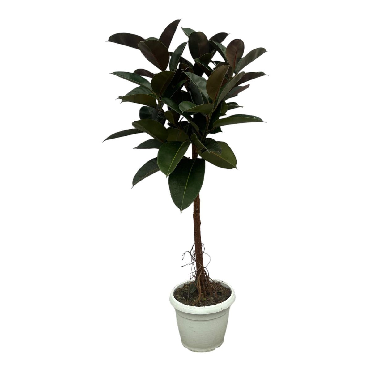 Ficus Elastica Robusta auf Stamm - 140 cm - Ø32cm