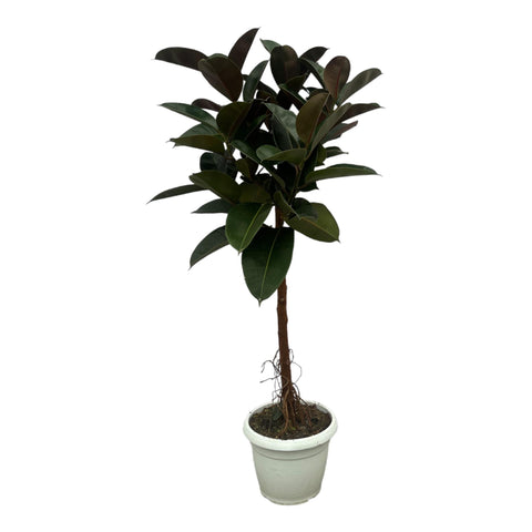 Ficus Elastica Robusta auf Stamm - 140 cm - Ø32cm