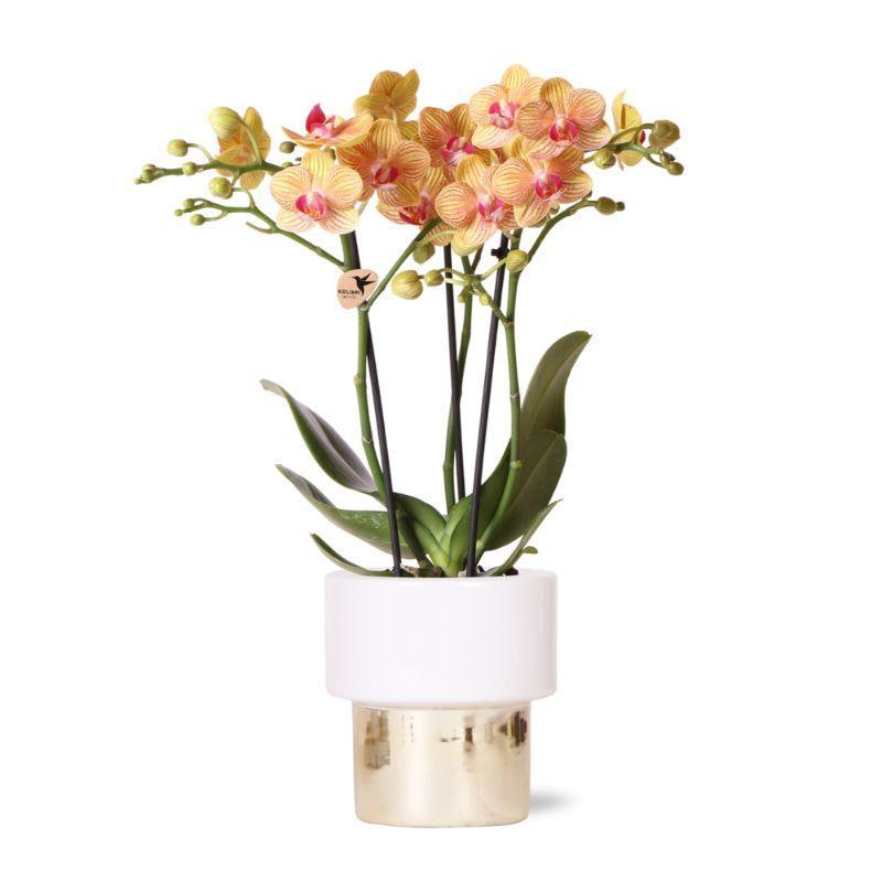 Kolibri Orchids | weiße Phalaenopsis Orchidee - Jamaica + Lush Topf - Topfgröße Ø9cm - 40cm hoch | blühende Zimmerpflanze im Blumentopf - frisch vom Züchter