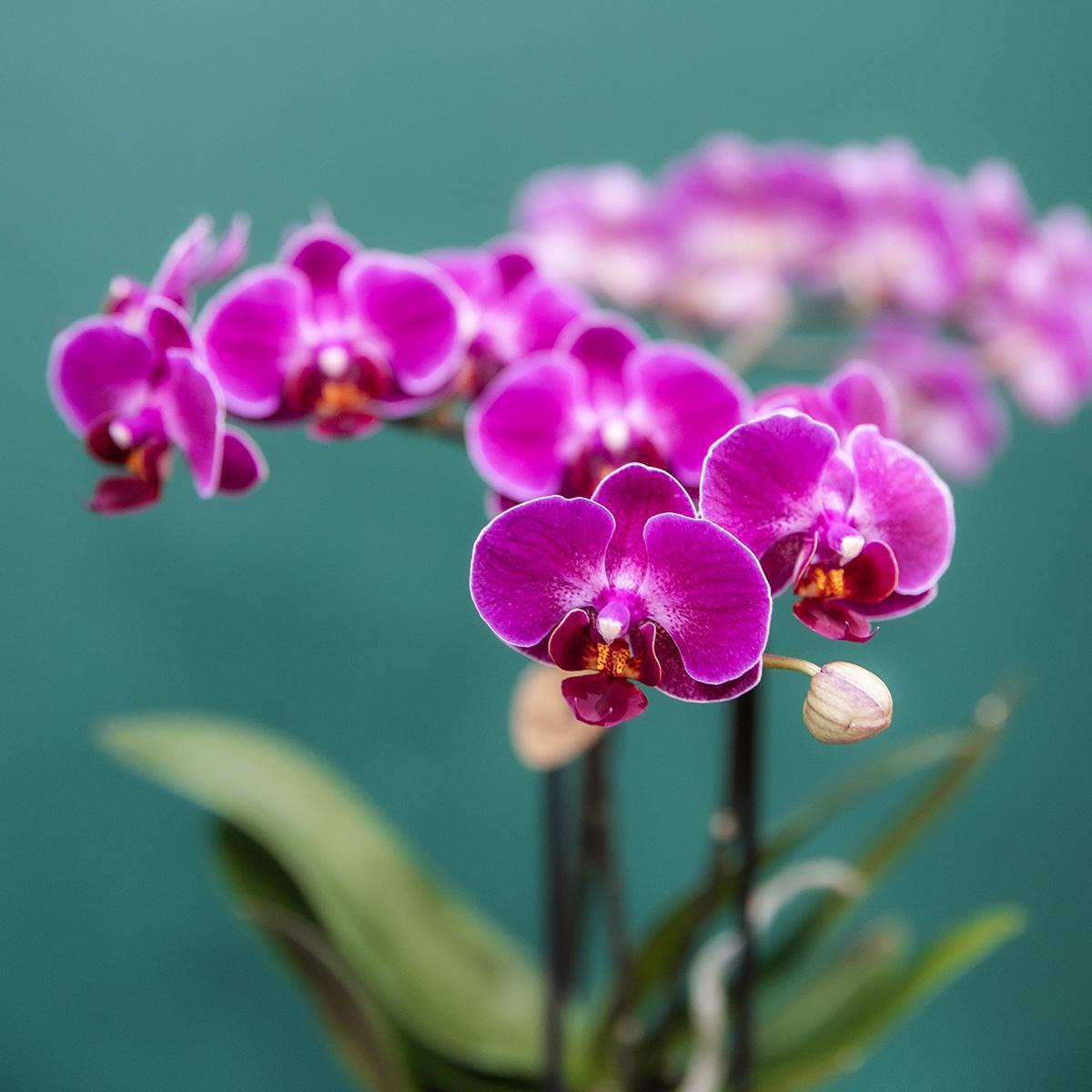 Kolibri Orchids | Kombi-Angebot  von 4 lila Phalaenopsis-Orchideen - Morelia - Topfgröße Ø9 cm | blühende Zimmerpflanze