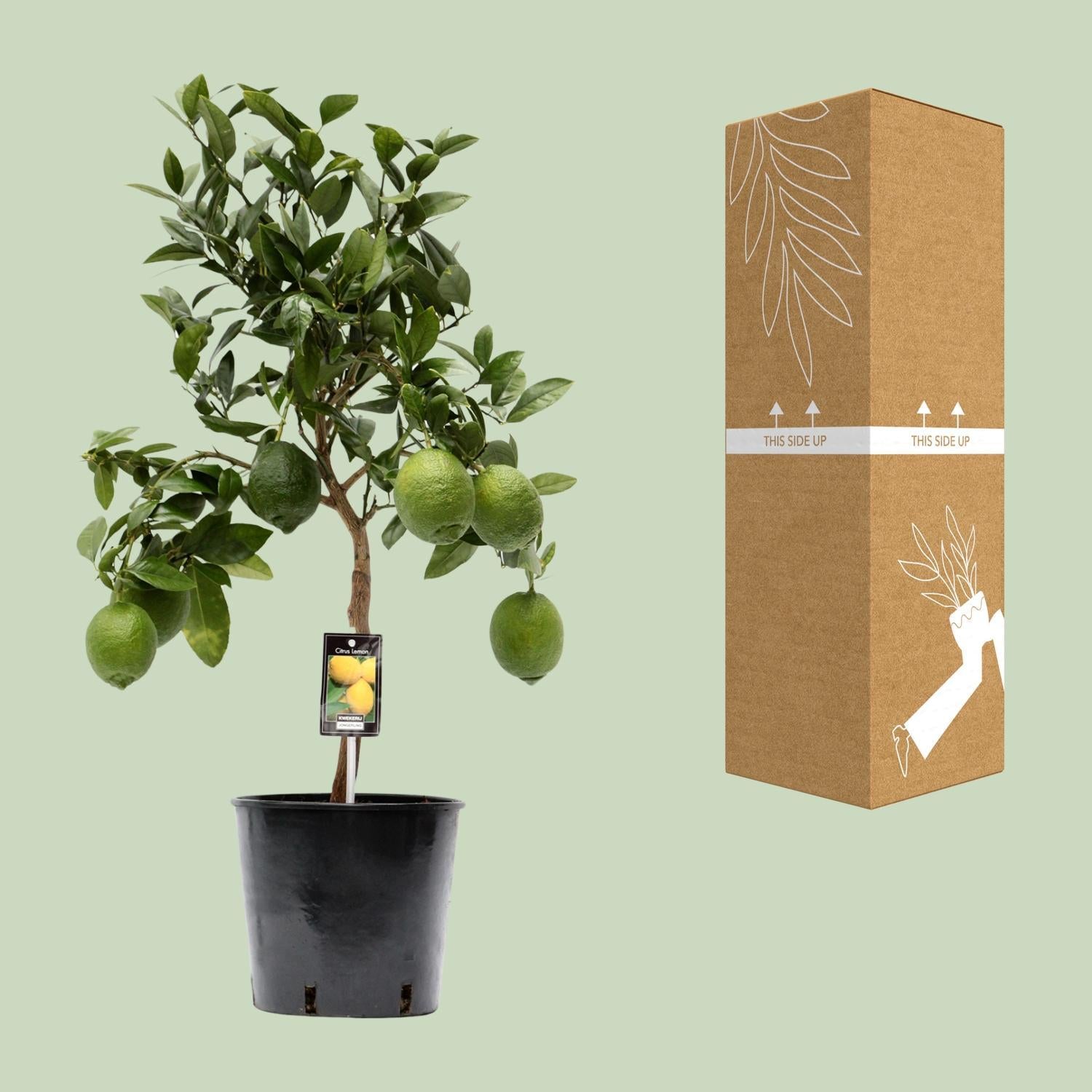 Citrus Lemon - Ø22cm - ↕80cm