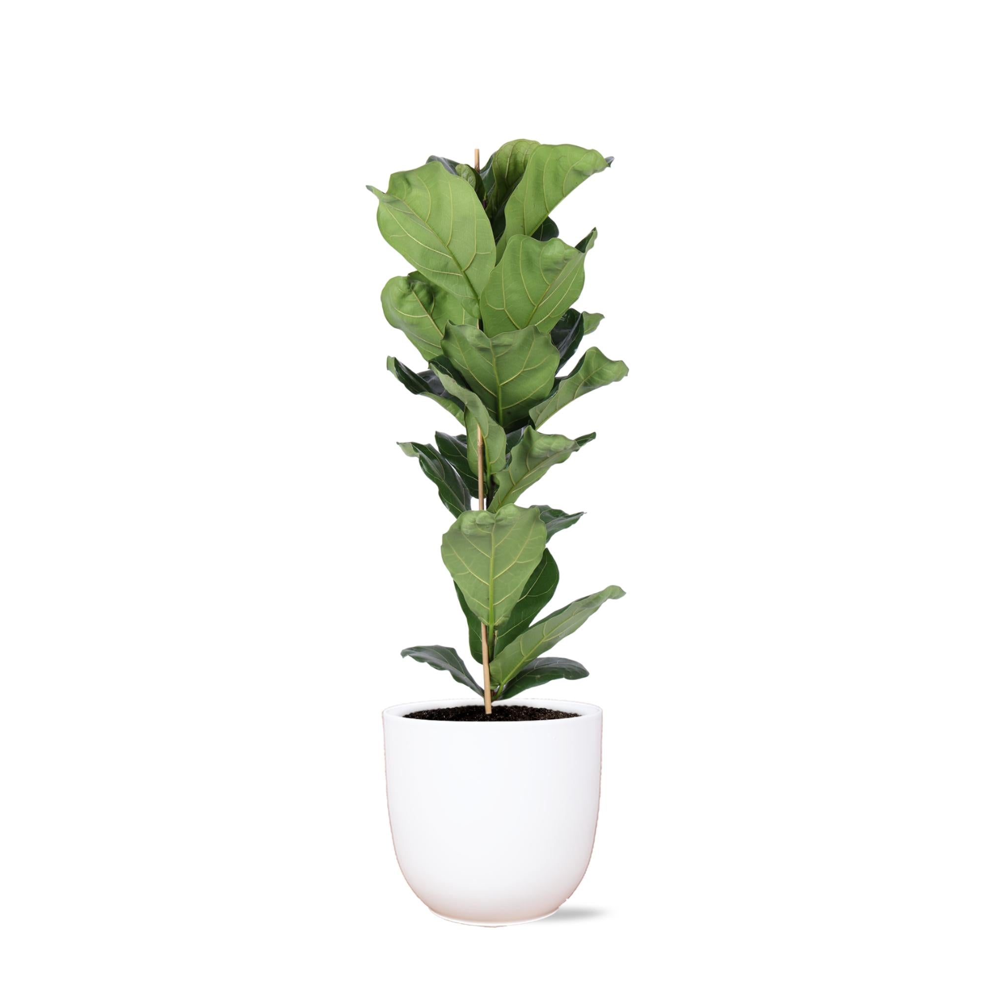 Ficus Lyrata - Ø21cm - ↕90cm in Boule Weiß Topf