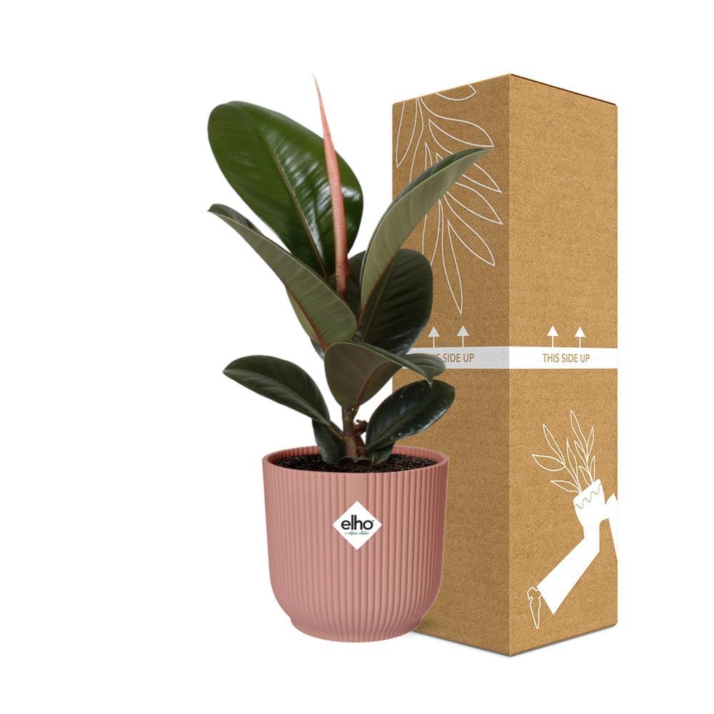 Ficus Elastica ‘Robusta’ in elho Vibes Fold 14cm Rosa