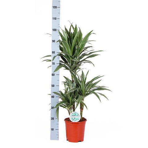 Dracaena Warneckii Ø21cm - ↕65cm in Albury Natural Korb