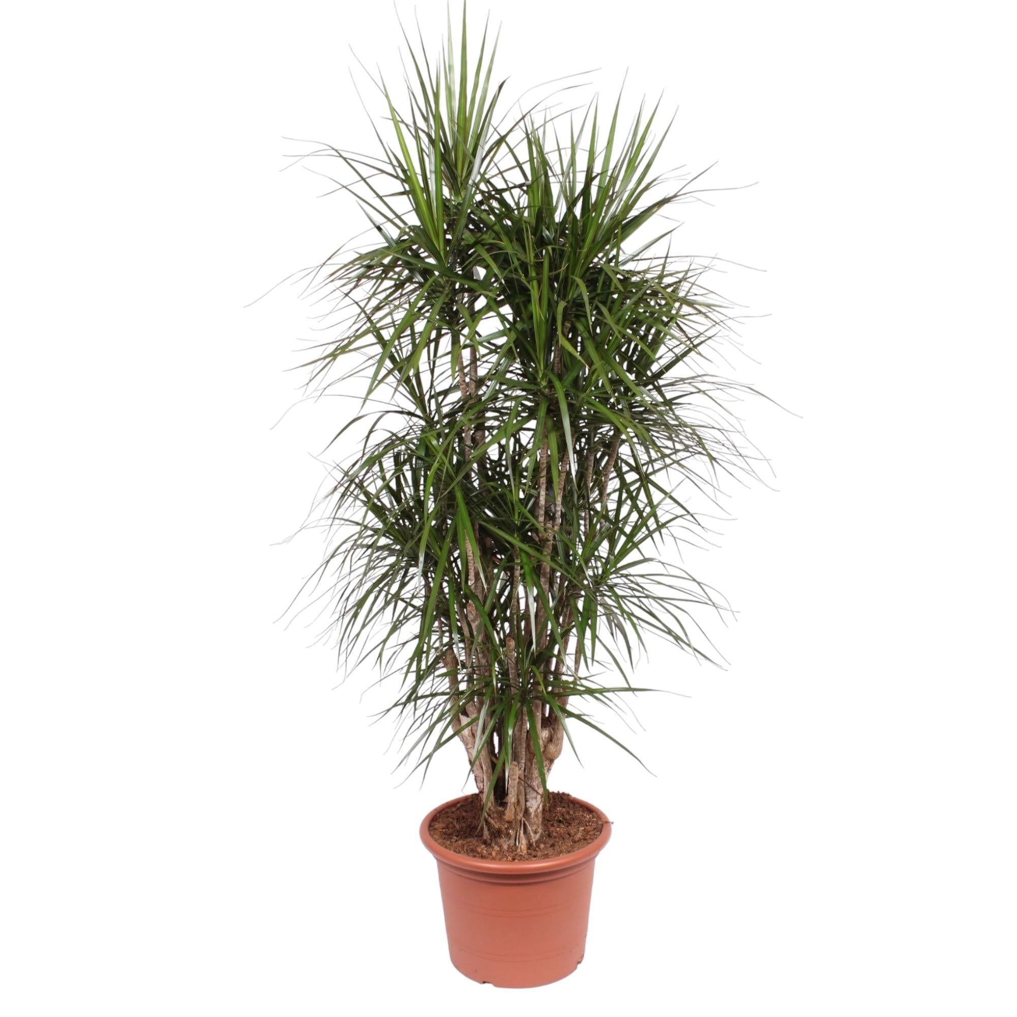 Dracaena Marginata verzweigt - 190 cm - ø45