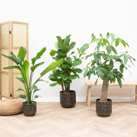 Kombi-Angebot - Strelitzia Nicolai 70 cm - Wout L 130 cm - Ficus Lyrata verzweigt 160cm