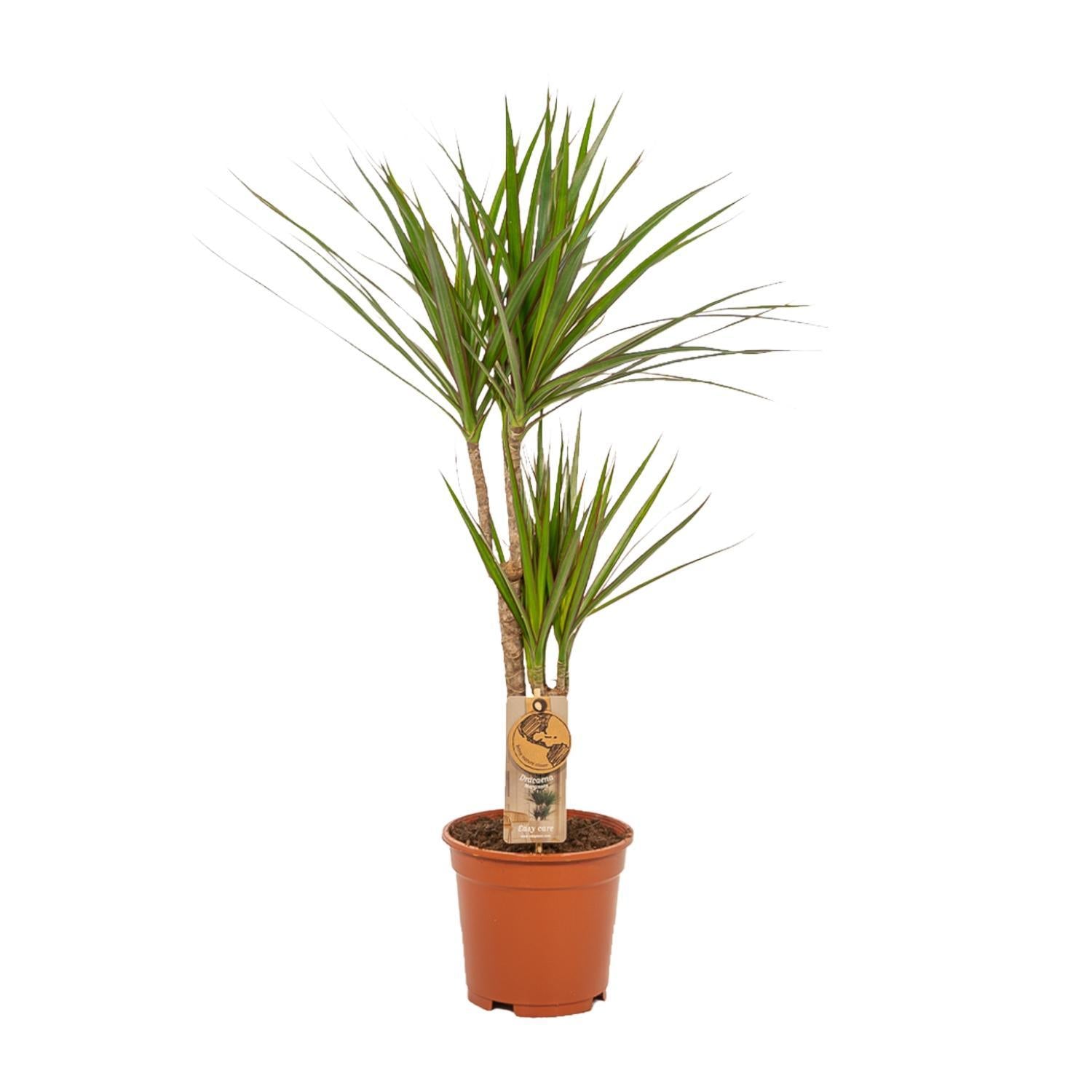 Dracaena ↨70cm - Ø17cm + Yucca ↨90cm - Ø17cm