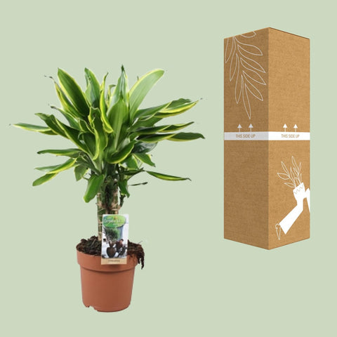 Dracaena Golden Coast - Ø17 ↕50