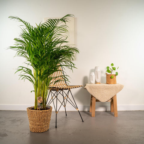 Areca mit Korb - ↨130cm - Ø24cm