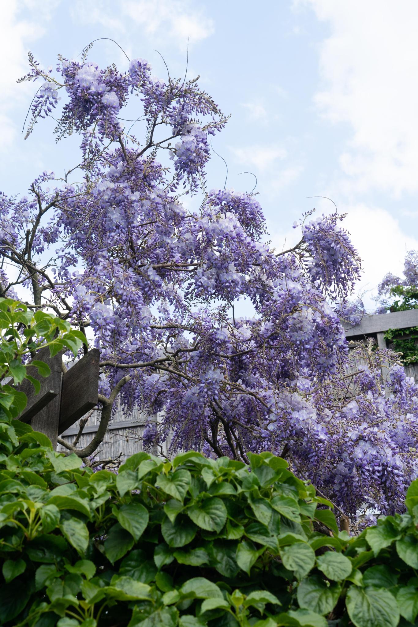 Wisteria sinensis 'Prolific' - Glyzinie