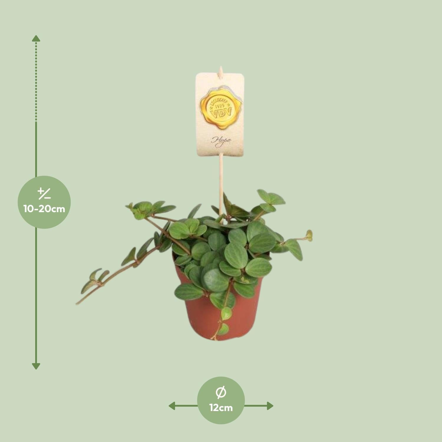 Peperomia Hope - Ø12cm - ↕15cm