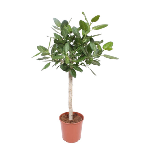 Ficus Benghalensis auf Stamm - 140 cm - ø30