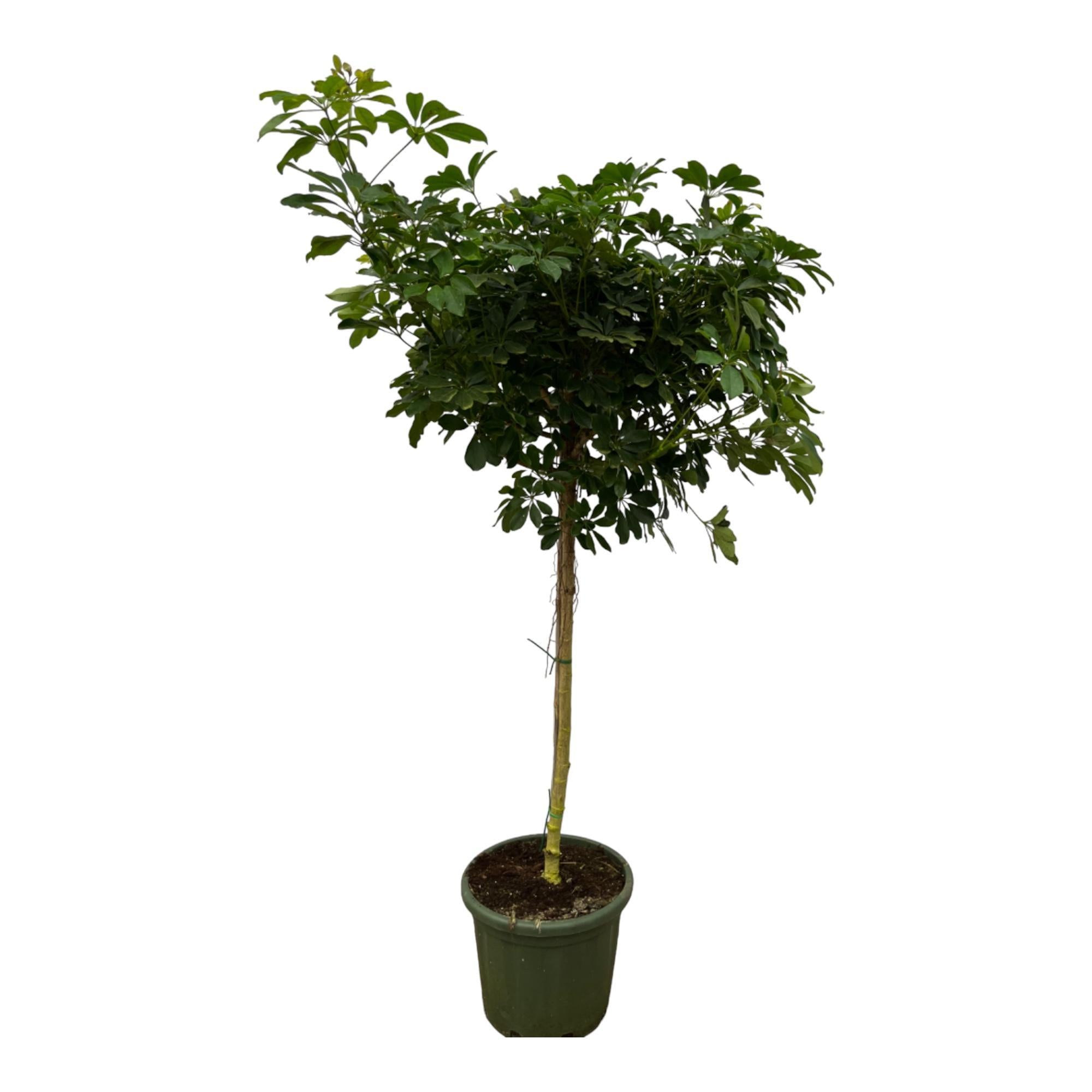 Schefflera Nora Stamm - 220 cm - Ø45 cm