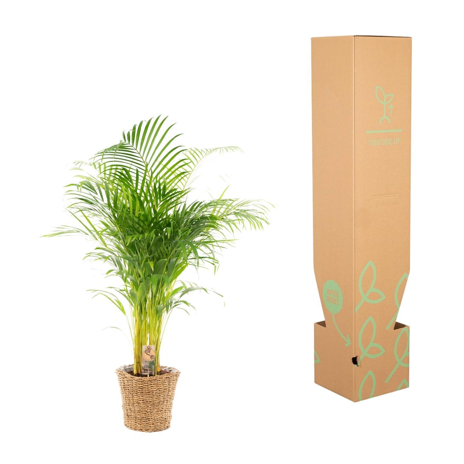 Areca mit Korb - ↨110cm -Ø21cm