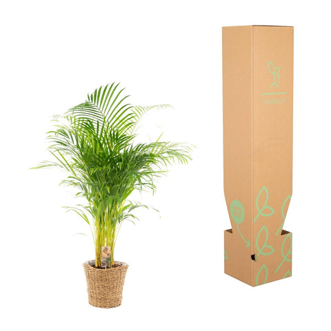 Areca mit Korb - ↨110cm -Ø21cm