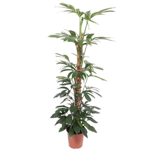 Philodendron Dragon Tail Moosstock - 150 cm - ø27