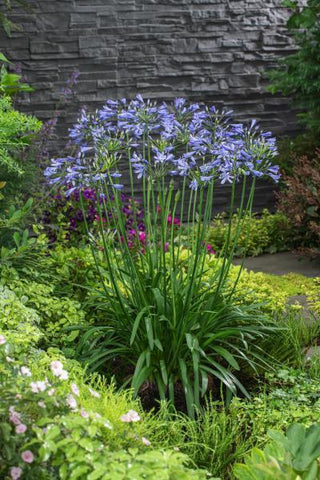 Agapanthus mit blauen Blumen