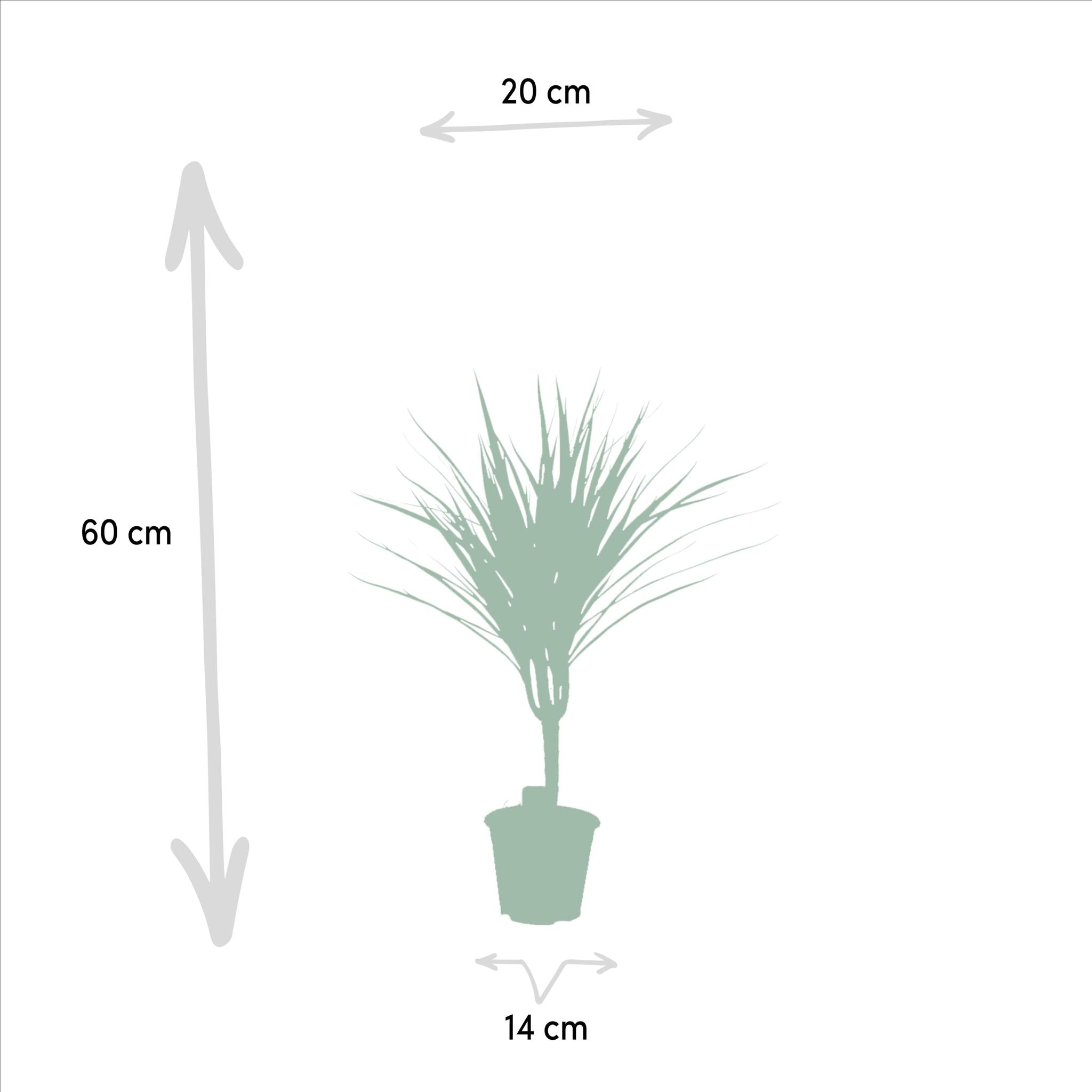 Dracaena Marginata - Ø14cm - ↕60cm