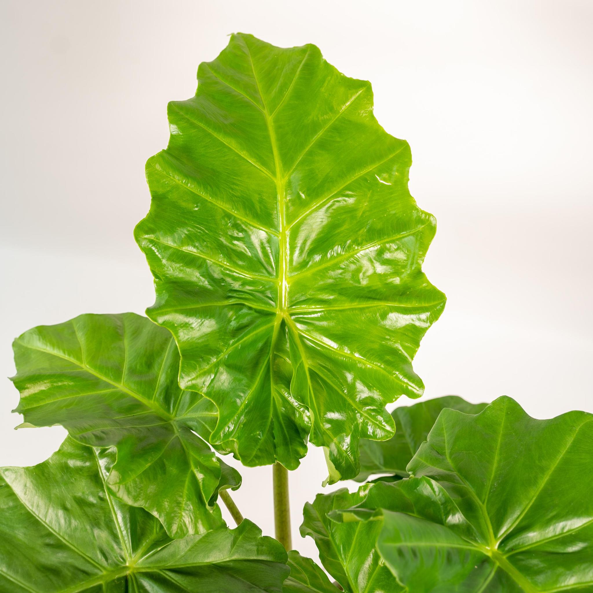 Alocasia Portodora - Ø21cm - ↕80cm + Topf Mayk Lead