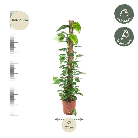 Epipremnum Pinnatum Moosstab - 150 cm - ø27