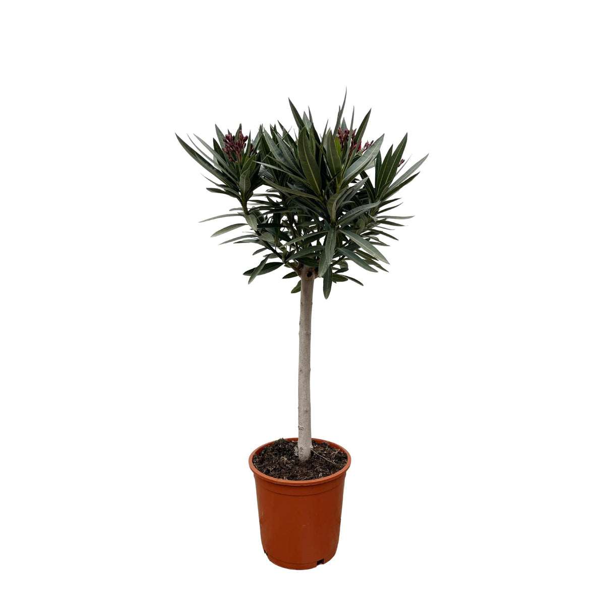Nerium Oleander auf Stamm mit roten Blüten - 90cm - Ø22