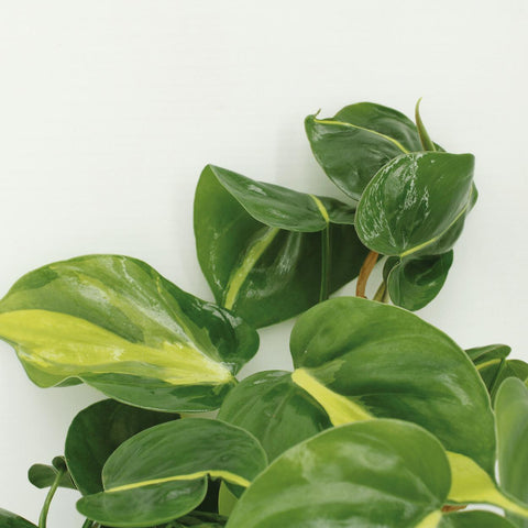 Philodendron Scandens Brasil - 4 Stücke - Ø12cm - ↕15cm