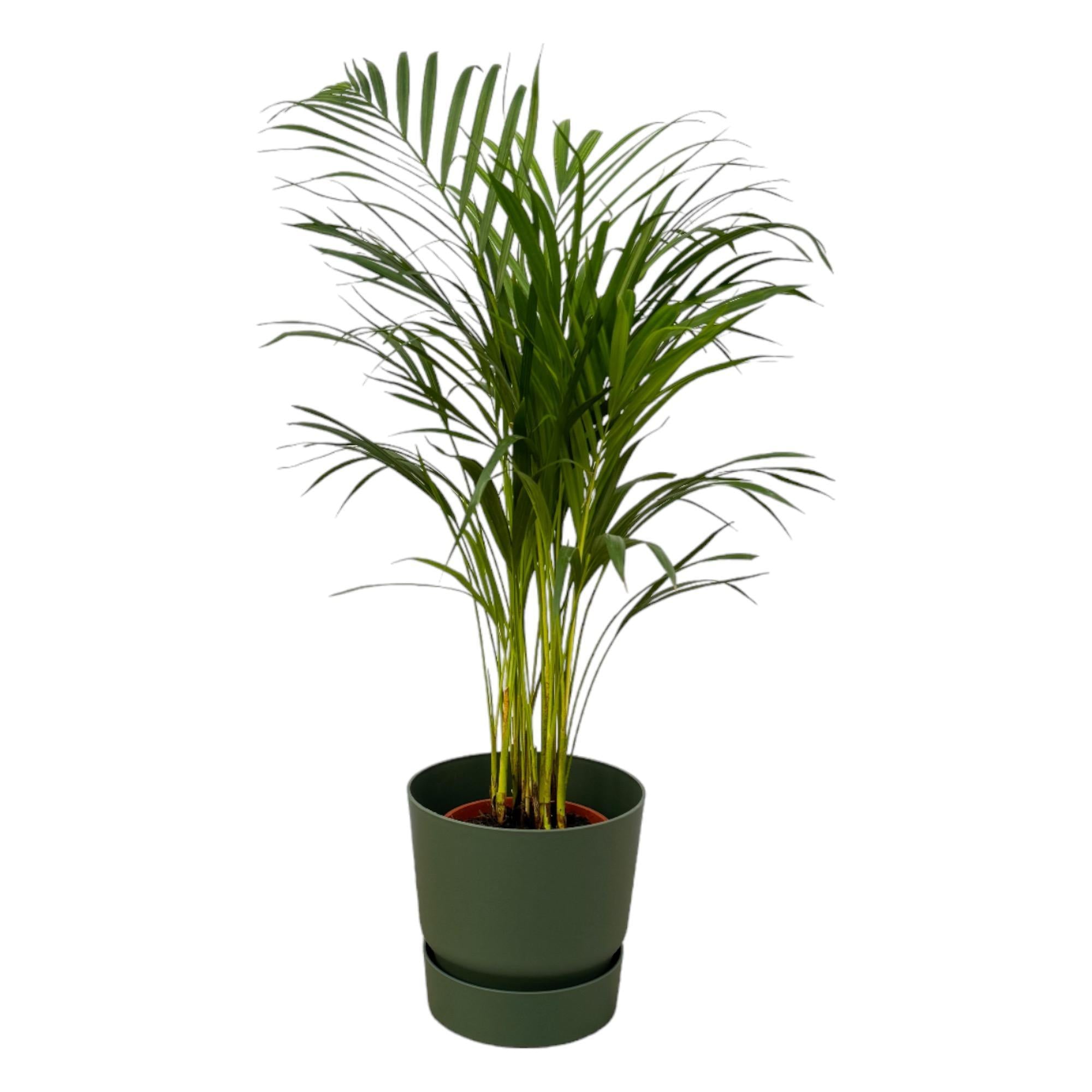 Areca Palme - ↨85cm - Ø19cm inkl. elho Greenville Rund Grün D24xH23