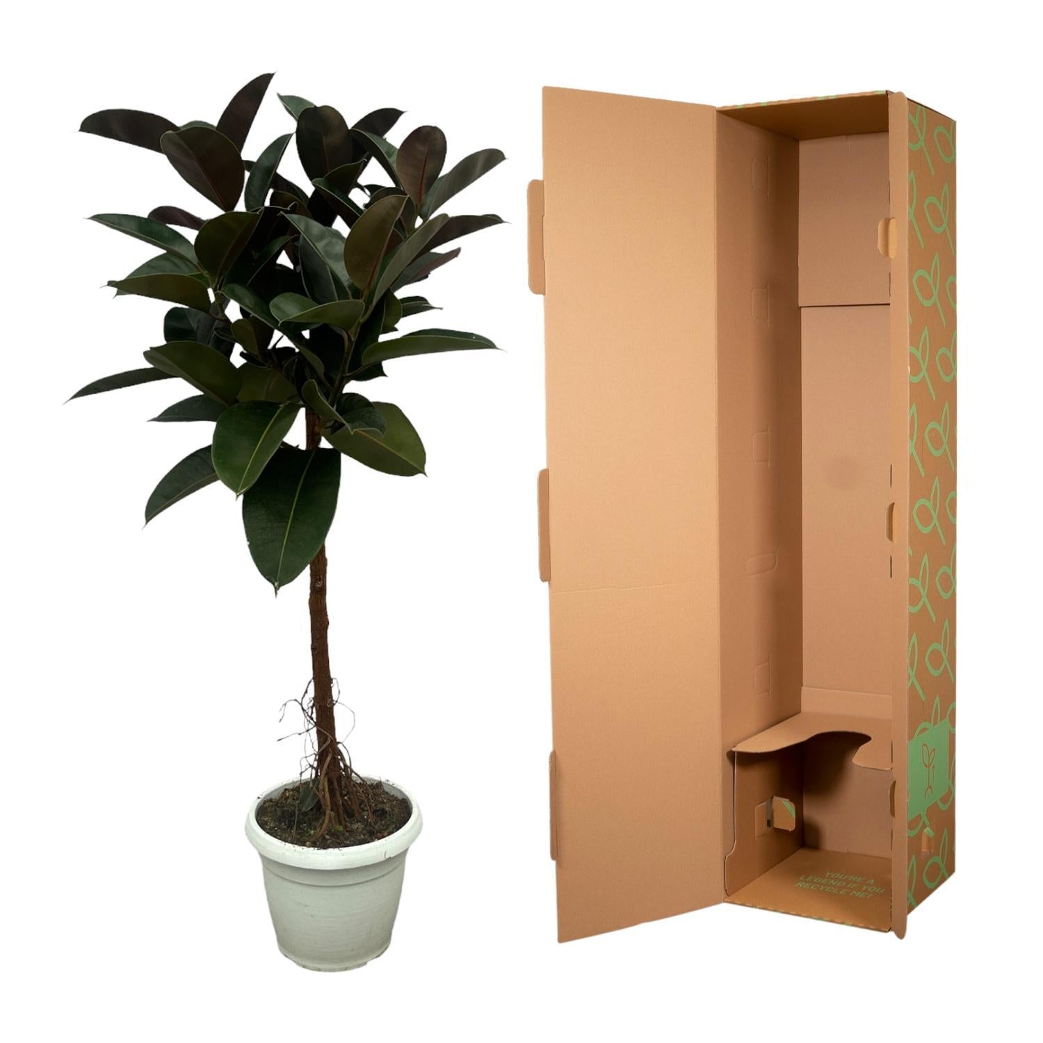 Ficus Elastica Robusta auf Stamm - 140 cm - Ø32cm