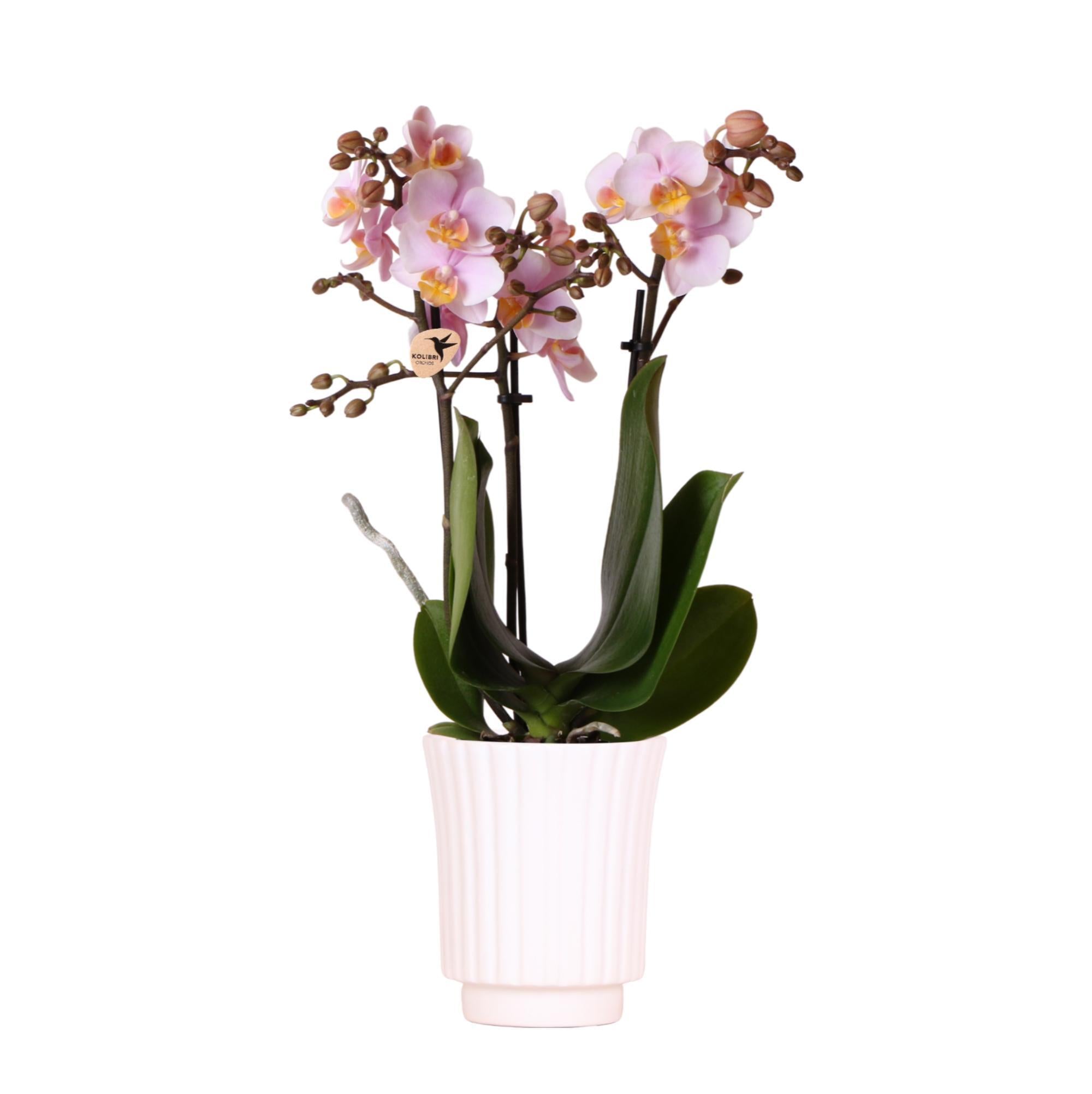 Kolibri Orchids | rosa Phalaenopsis-Orchidee - Andorra im Retro-Dekotopf weiß - Topfgröße Ø9cm - 35cm hoch | blühende Zimmerpflanze - frisch vom Züchter