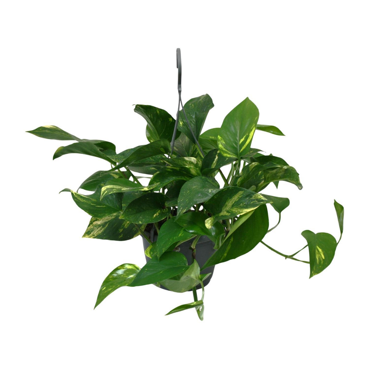 Scindapsus Epipremnum - Ø15cm - ↕45cm