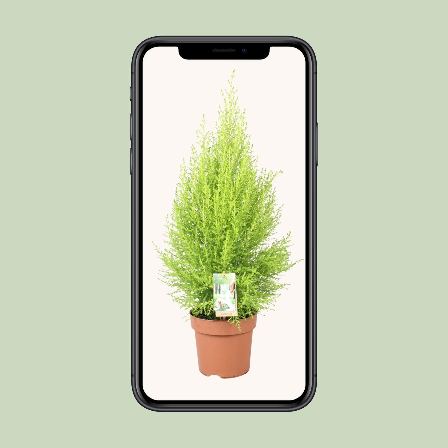 Cupressus Goldcrest Wilma - Ø17cm - ↕60cm