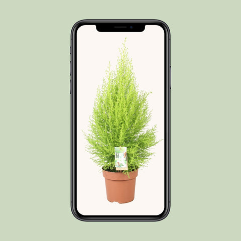 Cupressus Goldcrest Wilma - Ø17cm - ↕60cm
