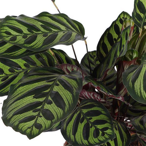 Calathea Makoyana Ø21cm - ↕70cm in Albury Natural Korb