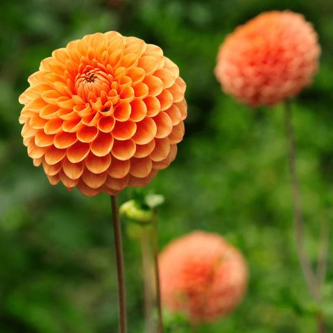 Flowerbulbs Amsterdam - 24x Dahlia Ralphie, Orange schimmernde Blumen, 4 m2 Dahlienfreude