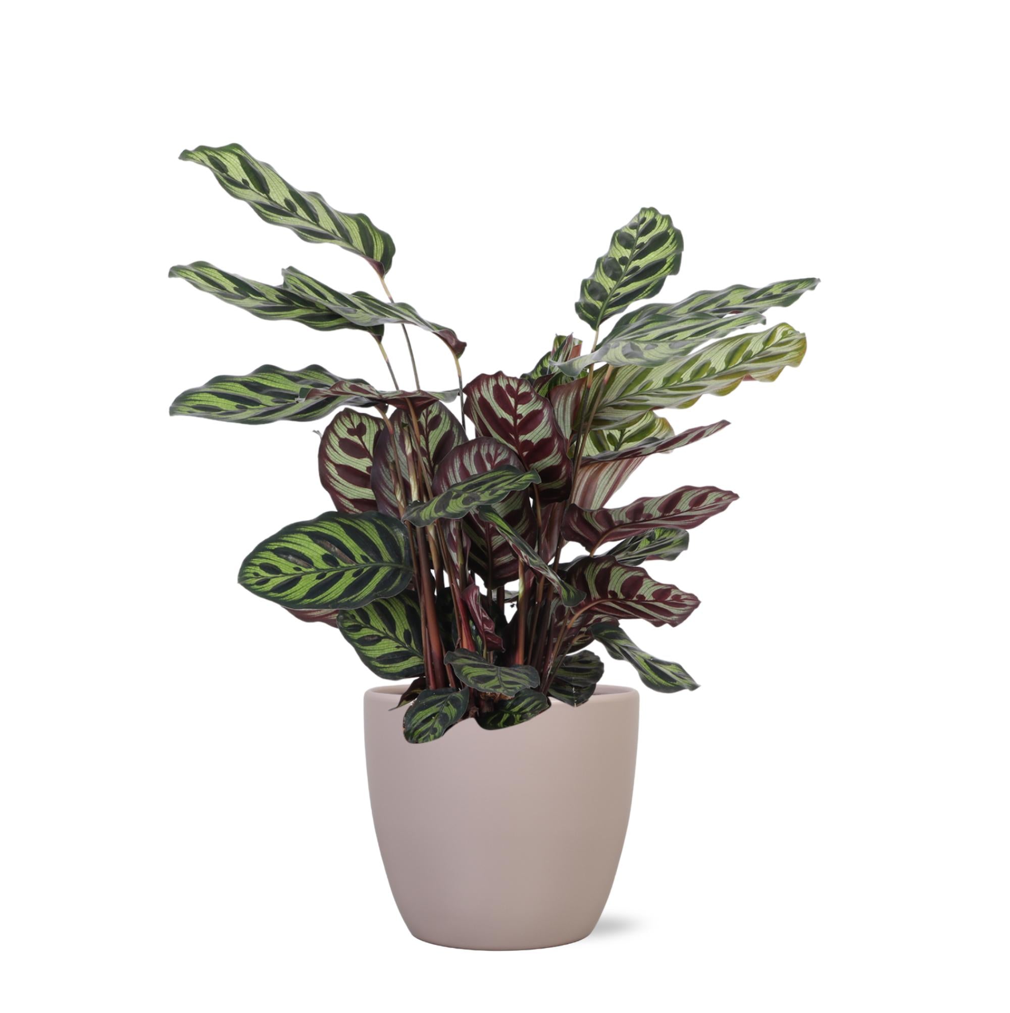 Calathea Makoyana Ø21cm - ↕70cm in Boule Taupe Topf